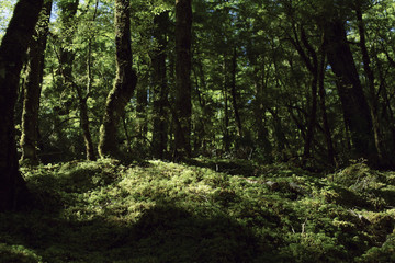 Bosque sombrío, repleto de árboles frondosos y verdes.