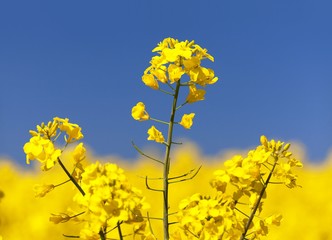 Obraz premium flowering rapeseed canola or colza