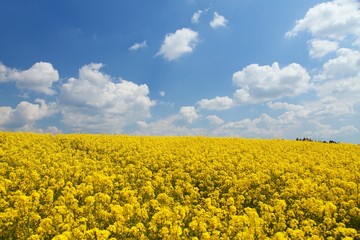 Obraz premium field of flowering rapeseed canola or colza