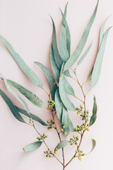Botanical print, eucalyptus branch closeup pink paper background