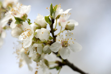 Obraz premium Obstblüte