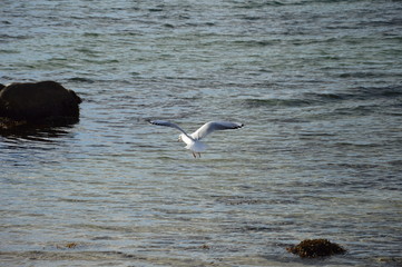 Möwe im Anflug