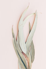 Botanical print, eucalyptus leaves closeup pink paper background
