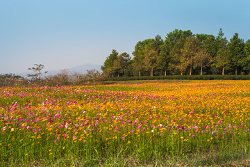 colorful cosmos flowers planted in a large fields on the hill. cosmos flowers .are blooming in winter.