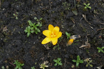 yellow crocus closeup 