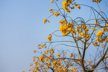big yellow flowers no leaves.Faicom yellow flower start shed leaves and blossom in winter look all yellow