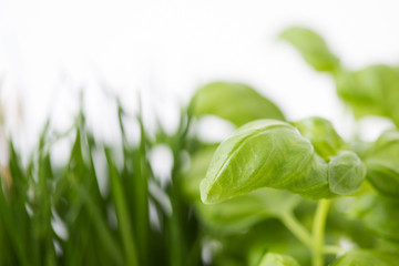 Basilikum und Schnittlauch vor weißem Hintergrund