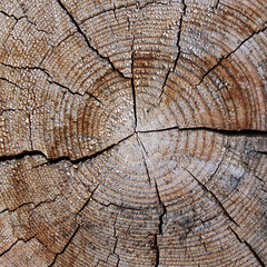 The old wood texture with natural patterns. Cross-section of the old tree