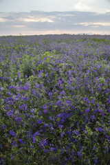 Fototapeta premium Flower field. landscape with sunrise nature