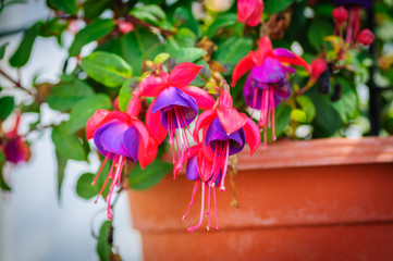 Colorful fuchsia flowers like background, card for summer or spring designs, closeup.