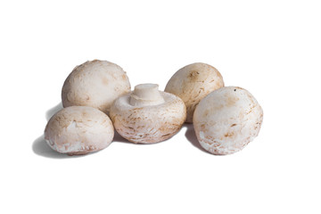 Fototapeta premium White mushrooms protein isolate on white background. With a shadow