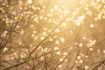 Blooming willow branches in springtime, seasonal vintage easter background with copy space