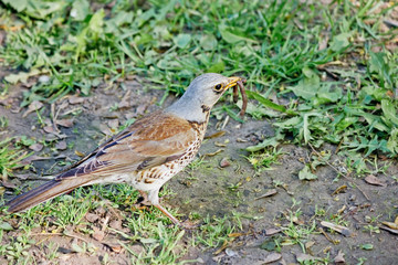 Bird of Thrush closeup with prey in its beak