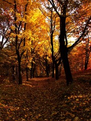 Autumn+forest