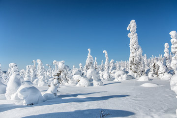 Winter landscape. The snow-clad trees on Mount Nuorunen. The Republic of Karelia. Russia