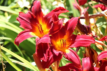 fleur bordeaux et jaune