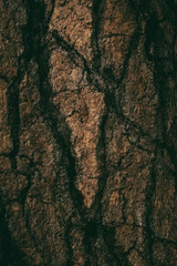 the natural dark tree and wood surface texture or background in vintage, dark or scary style