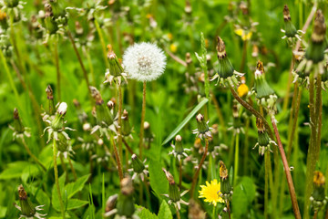 White fluffy dandelions, natural green blurred spring background, selective focus.Beautiful white dandelion flowers close-up.Copy space