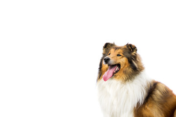 Long haired cute rough collie isolated on white background