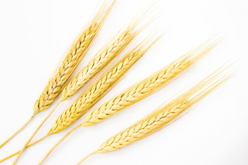 Spikelets of barley on a white background. Top view.