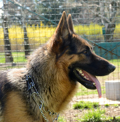 close up profile of german shepherd dog