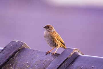 Dunnock