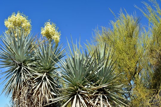 Blooming Yucca and Palo Verde Tree Spring Arizona Desert