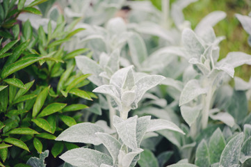 Stachys byzantina (Lamb Ears) planted in flowerbed with hostas and other perennial in summer garden. Plants with silver foliage in landscape design