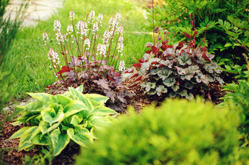 red heuchera planted in combination with hostas and astilbes in summer garden