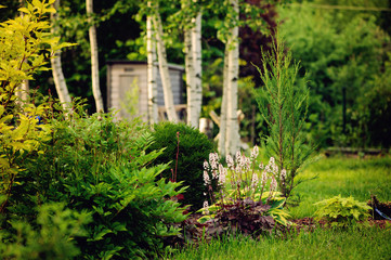 Fototapeta na wymiar summer garden view with conifers, perennial and birch trees on background
