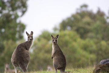 Eastern Grey Kangaroos