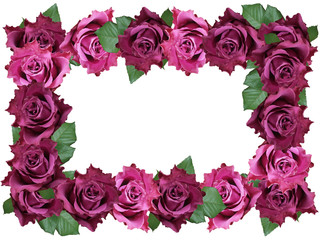 Frame of purple roses 