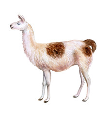 White and brown llama hand-drawn watercolor illustration. Cute mammal animal painting isolated on white background. Template. Manual work. Close-up © Yuliia
