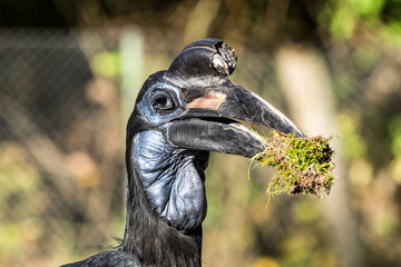 Hornvogel - Nördlicher Hornrabe - Bucorvus
