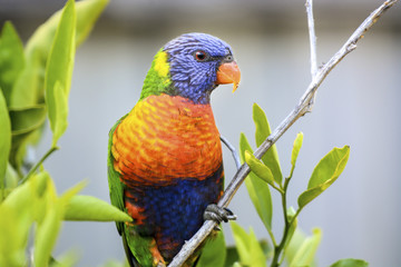 Rainbow Lorikeet