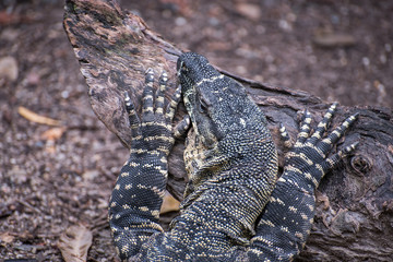 varanus varius