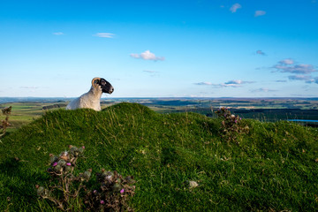 Naklejka premium Sheep looking over a hill