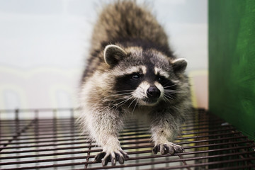 funny and furry raccoon sits on a cage and stretches