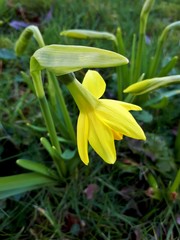 Fototapeta na wymiar Above Yellow Daffodil Flower and Bud