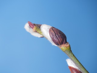 Blossoming buds with flowers of a willow. Spring flowers.