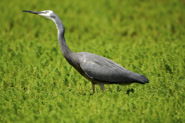 White-faced Heron