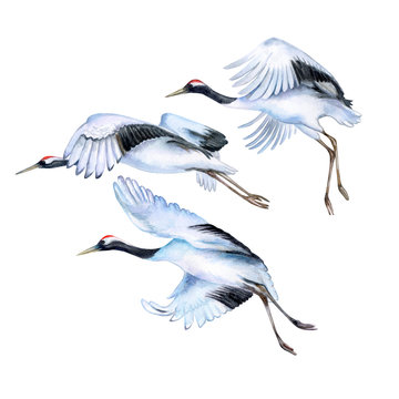 Flying japanese cranes isolated on white background. Red-crowned crane. Flying birds. Watercolor. Illustration. Template