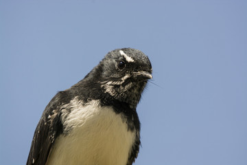 Willie Wagtail