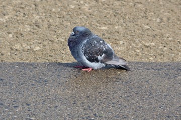 Feral Pigeon Standing on a Pavement at the Beach