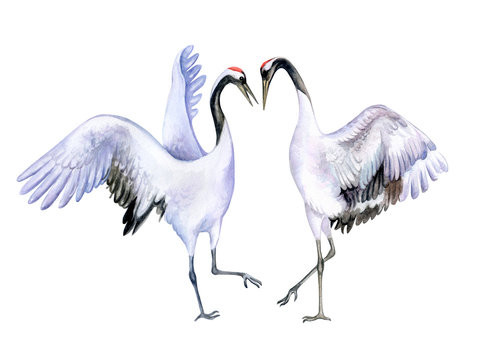The Japanese crane. Red-crowned crane. A loving couple dancing birds isolated on white background. Watercolor. Illustration. Template. Handmade