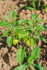 green peppers growing in the garden