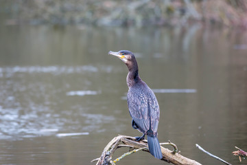 Cormorant 