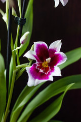 White and purple flower of camria orchid on black background.