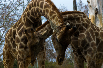 Loving Giraffes for Valentines