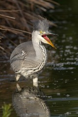 Junger Graureiher im Wasser 3